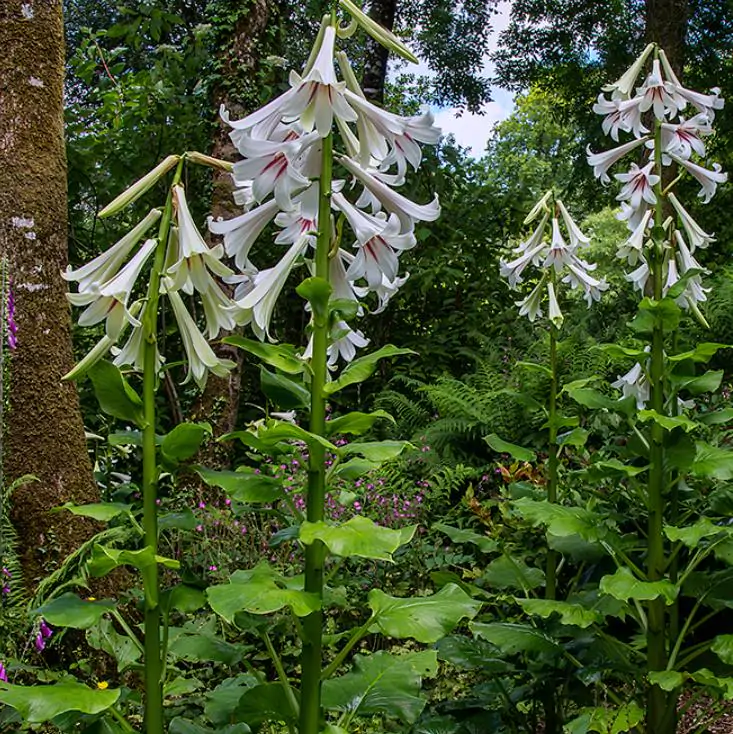 Cardiocrinum giganteum - Lírio Gigante do Himalaia, Lírio Gigante, Cardiocrino Gigante - Imagem 3
