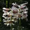 Cardiocrinum giganteum - Lírio Gigante do Himalaia, Lírio Gigante, Cardiocrino Gigante - Image 5