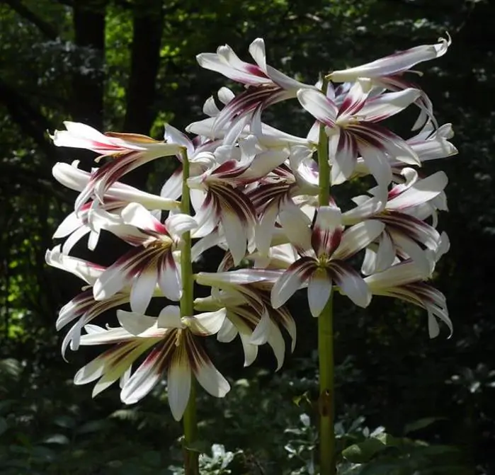 Cardiocrinum giganteum - Lírio Gigante do Himalaia, Lírio Gigante, Cardiocrino Gigante - Imagem 5