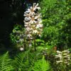 Cardiocrinum giganteum - Lírio Gigante do Himalaia, Lírio Gigante, Cardiocrino Gigante - Image 6