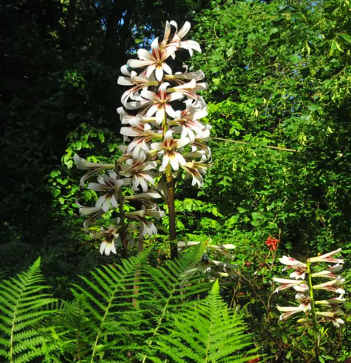 Cardiocrinum giganteum - Lírio Gigante do Himalaia, Lírio Gigante, Cardiocrino Gigante - Imagem 6