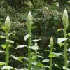 Cardiocrinum giganteum - Lírio Gigante do Himalaia, Lírio Gigante, Cardiocrino Gigante - Image 7