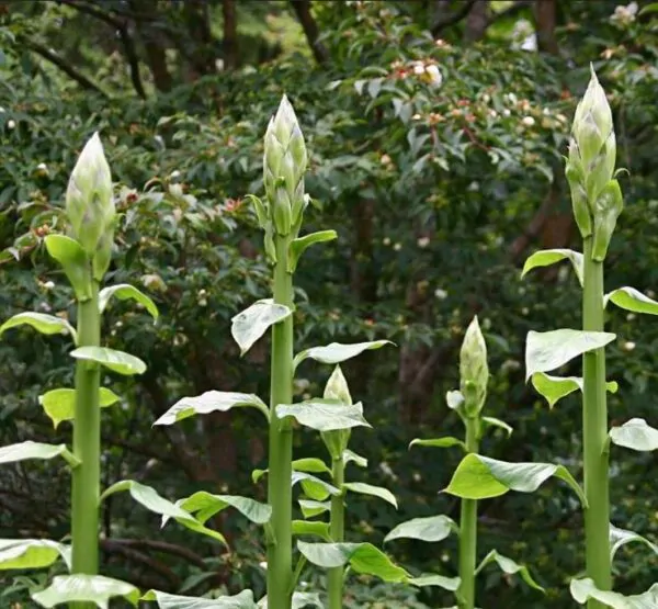 Cardiocrinum giganteum - Lírio Gigante do Himalaia, Lírio Gigante, Cardiocrino Gigante - Image 7