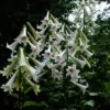 Cardiocrinum giganteum - Lírio Gigante do Himalaia, Lírio Gigante, Cardiocrino Gigante - Image 8