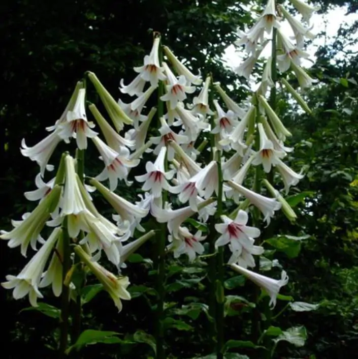 Cardiocrinum giganteum - Lírio Gigante do Himalaia, Lírio Gigante, Cardiocrino Gigante - Imagem 8