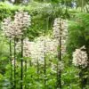 Cardiocrinum giganteum - Lírio Gigante do Himalaia, Lírio Gigante, Cardiocrino Gigante - Image 9