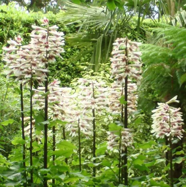 Cardiocrinum giganteum - Lírio Gigante do Himalaia, Lírio Gigante, Cardiocrino Gigante - Image 9