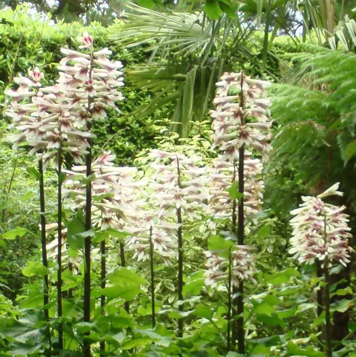 Cardiocrinum giganteum - Lírio Gigante do Himalaia, Lírio Gigante, Cardiocrino Gigante - Imagem 9