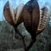 Cardiocrinum giganteum - Lírio Gigante do Himalaia, Lírio Gigante, Cardiocrino Gigante - Image 10