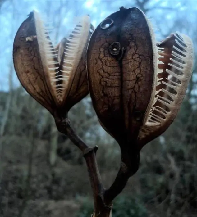 Cardiocrinum giganteum - Lírio Gigante do Himalaia, Lírio Gigante, Cardiocrino Gigante - Imagem 10