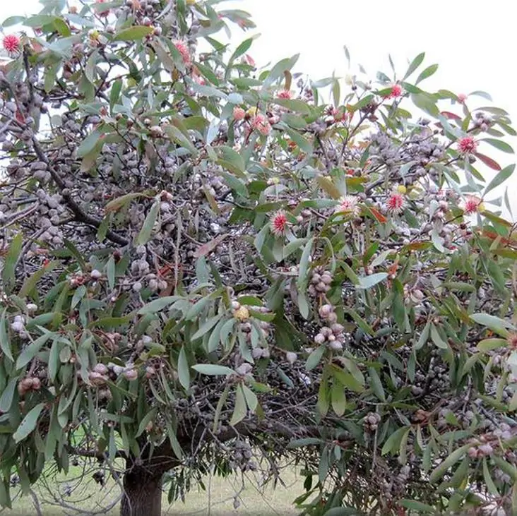 Hakea laurina - Protea Hakea Almofada de Alfinetes, Pincushion Hakea, Hakea Ouriço do Mar