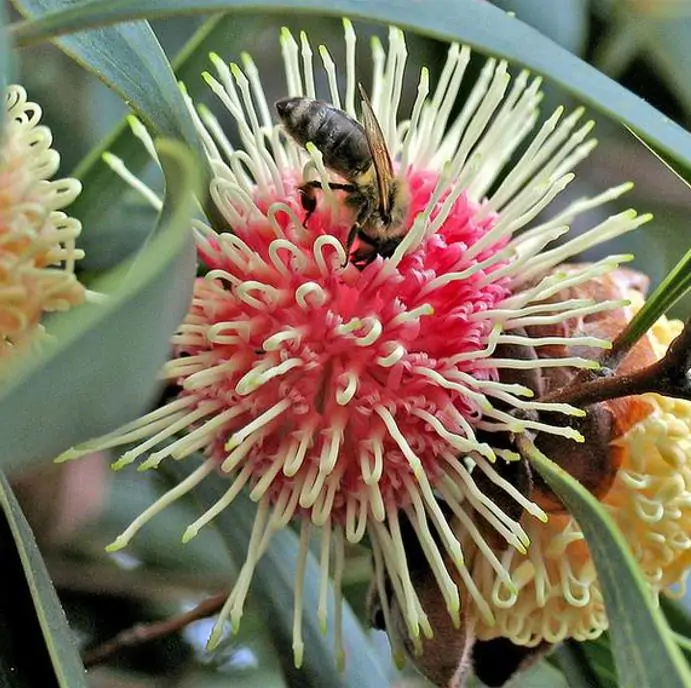 Hakea laurina - Protea Hakea Almofada de Alfinetes, Pincushion Hakea, Hakea Ouriço do Mar - Imagem 2