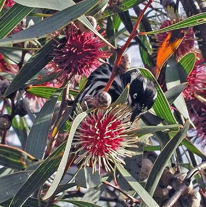 Hakea laurina - Protea Hakea Almofada de Alfinetes, Pincushion Hakea, Hakea Ouriço do Mar - Imagem 3