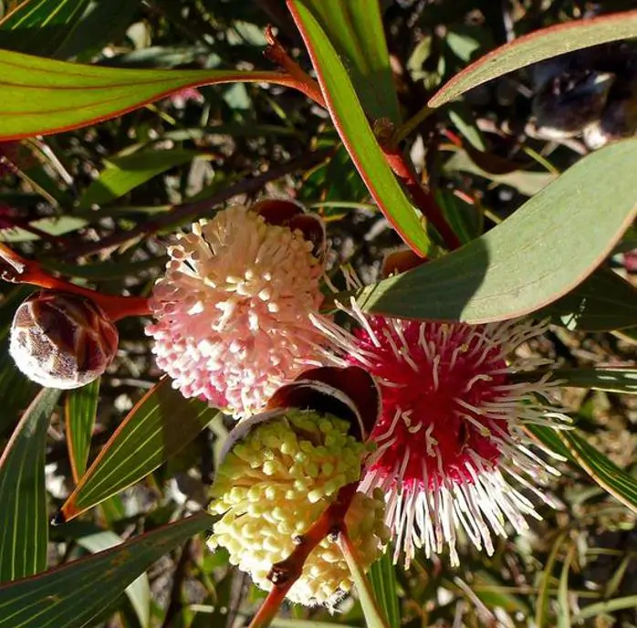 Hakea laurina - Protea Hakea Almofada de Alfinetes, Pincushion Hakea, Hakea Ouriço do Mar - Imagem 4
