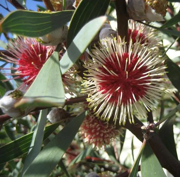 Hakea laurina - Protea Hakea Almofada de Alfinetes, Pincushion Hakea, Hakea Ouriço do Mar - Imagem 5