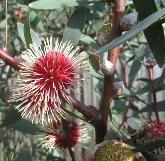 Hakea laurina - Protea Hakea Almofada de Alfinetes, Pincushion Hakea, Hakea Ouriço do Mar - Imagem 6