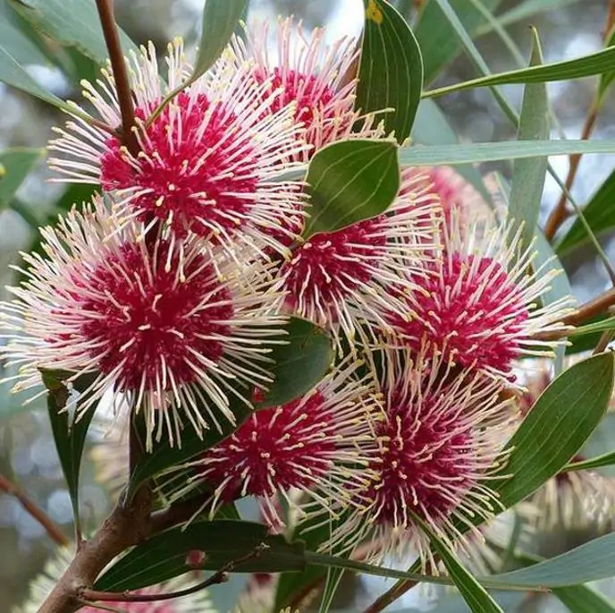 Hakea laurina - Protea Hakea Almofada de Alfinetes, Pincushion Hakea, Hakea Ouriço do Mar - Imagem 7