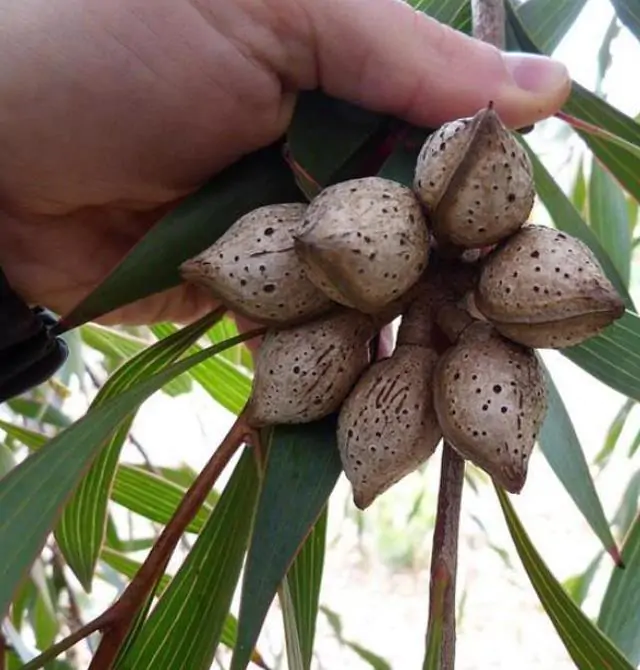 Hakea laurina - Protea Hakea Almofada de Alfinetes, Pincushion Hakea, Hakea Ouriço do Mar - Imagem 8