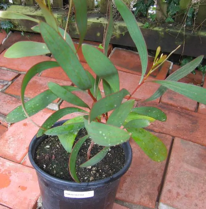 Hakea laurina - Protea Hakea Almofada de Alfinetes, Pincushion Hakea, Hakea Ouriço do Mar - Imagem 9