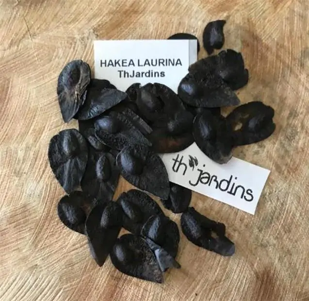 Hakea laurina - Protea Hakea Almofada de Alfinetes, Pincushion Hakea, Hakea Ouriço do Mar - Imagem 10