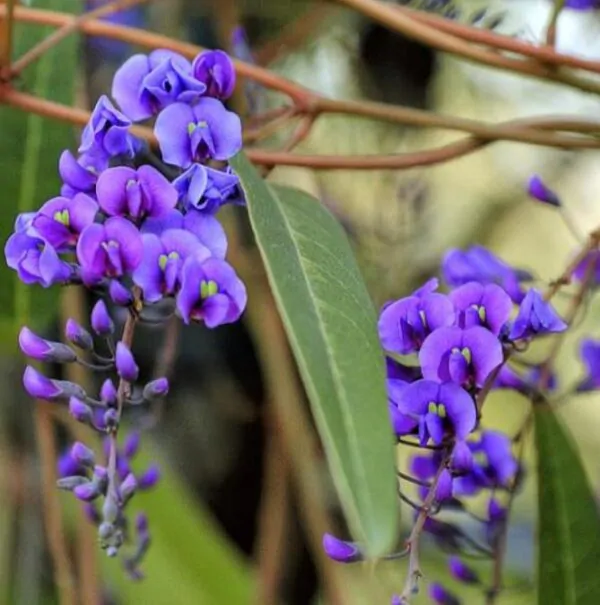 Hardenbergia comptoniana - Wisteria Australiana, Salsaparilha Selvagem, Trepadeira Falsa Sarsaparilla - Imagem 4