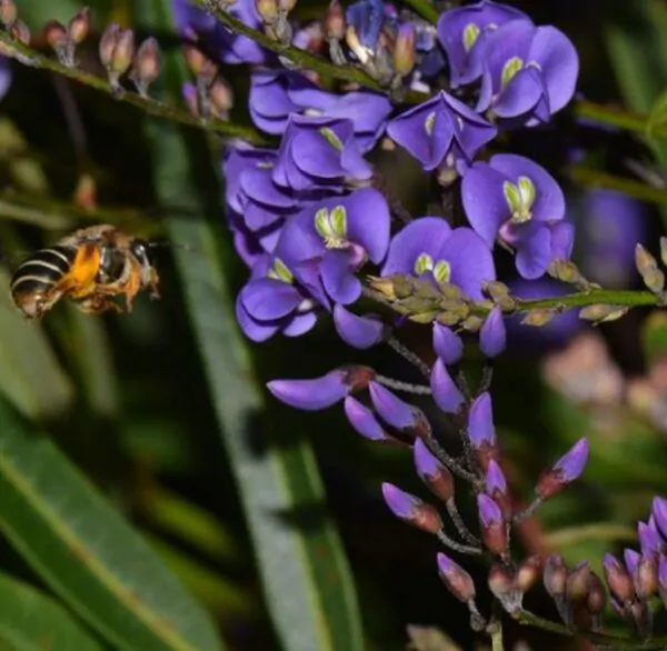 Hardenbergia comptoniana - Wisteria Australiana, Salsaparilha Selvagem, Trepadeira Falsa Sarsaparilla - Imagem 6
