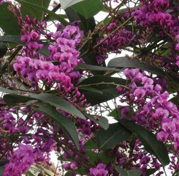 Hardenbergia violacea Rosea - Wisteria Australiana Rosa, Salsaparilha Selvagem Rosa, Andarilho Rosa