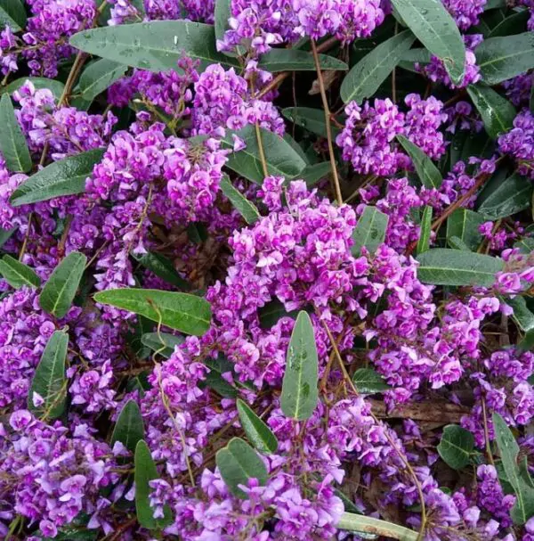 Hardenbergia violacea Rosea - Wisteria Australiana Rosa, Salsaparilha Selvagem Rosa, Andarilho Rosa - Image 4