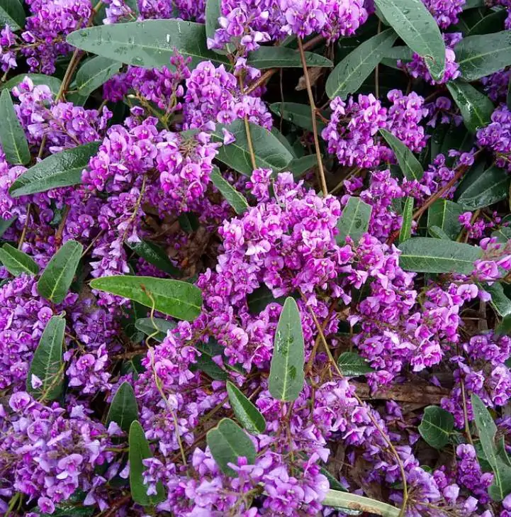 Hardenbergia violacea Rosea - Wisteria Australiana Rosa, Salsaparilha Selvagem Rosa, Andarilho Rosa - Imagem 4