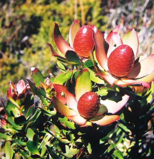 Leucadendron Sessile - Protea Arbusto Do Sol, Arbusto Do Sol, Leucadendron Arbusto Do Sol - Image 5