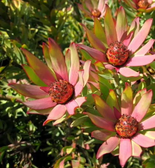 Leucadendron Sessile - Protea Arbusto Do Sol, Arbusto Do Sol, Leucadendron Arbusto Do Sol - Image 6