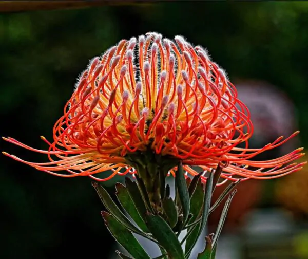 Leucospermum cordifolium - Protea Alfineteiro Ornamental, Almofada de Alfinetes, Pincushion - Image 4