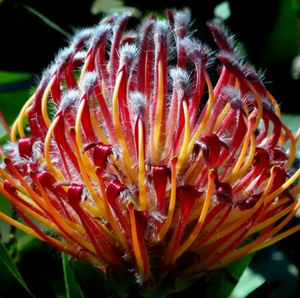 Leucospermum glabrum - Protea arbusto almofada de alfinetes de Outeniqua, Outeniqua pincushion - Imagem 2