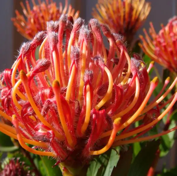 Leucospermum glabrum - Protea arbusto almofada de alfinetes de Outeniqua, Outeniqua pincushion - Imagem 3