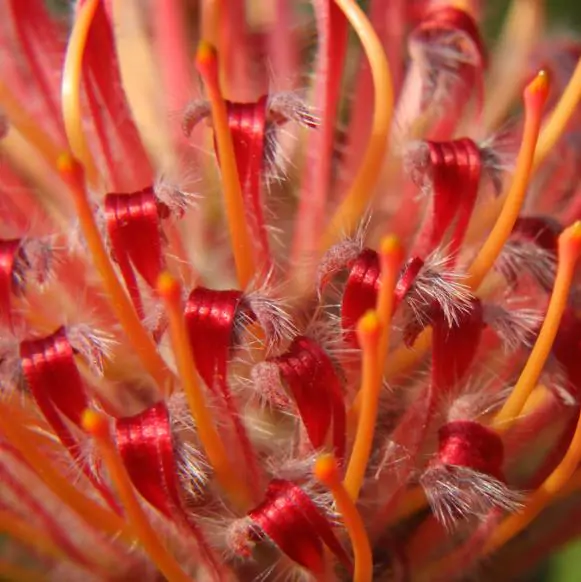 Leucospermum glabrum - Protea arbusto almofada de alfinetes de Outeniqua, Outeniqua pincushion - Imagem 4