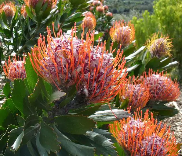 Leucospermum glabrum - Protea arbusto almofada de alfinetes de Outeniqua, Outeniqua pincushion - Imagem 5