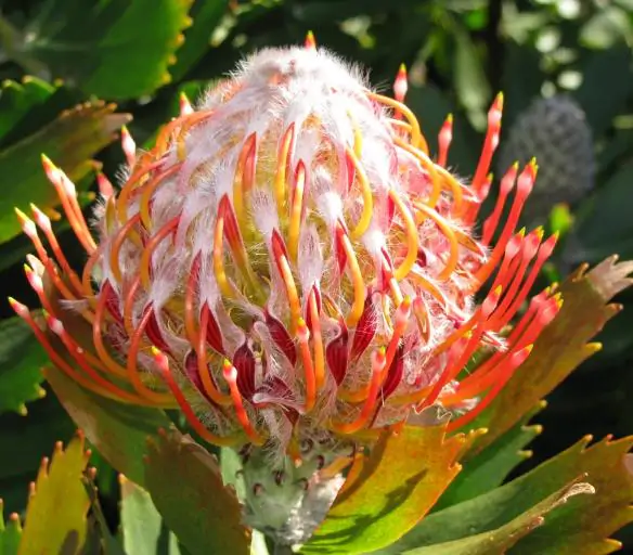 Leucospermum glabrum - Protea arbusto almofada de alfinetes de Outeniqua, Outeniqua pincushion - Imagem 6