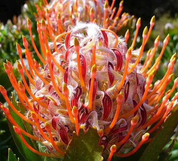 Leucospermum glabrum - Protea arbusto almofada de alfinetes de Outeniqua, Outeniqua pincushion - Imagem 9