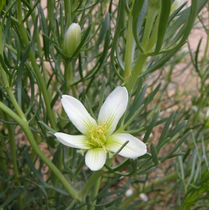 Peganum harmala - Arruda Síria, Arruda Selvagem, Harmal, Arruda Africana - Imagem 2