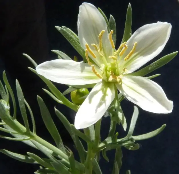Peganum harmala - Arruda Síria, Arruda Selvagem, Harmal, Arruda Africana - Imagem 3