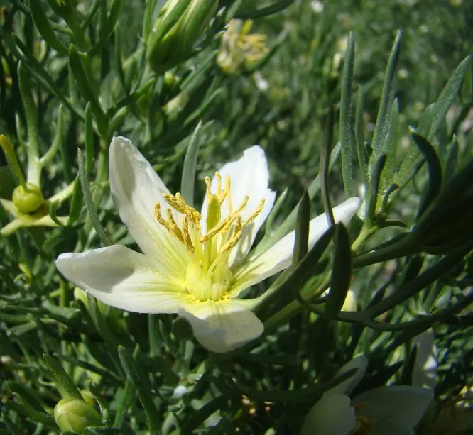 Peganum harmala - Arruda Síria, Arruda Selvagem, Harmal, Arruda Africana - Imagem 4