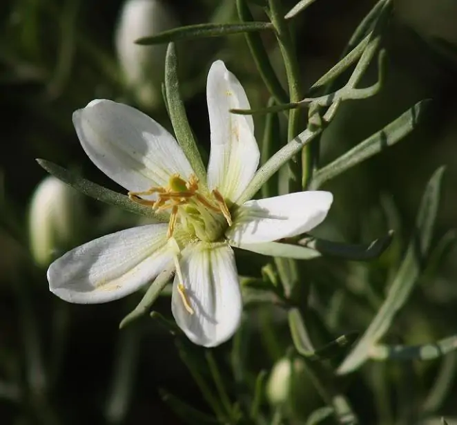 Peganum harmala - Arruda Síria, Arruda Selvagem, Harmal, Arruda Africana - Imagem 5