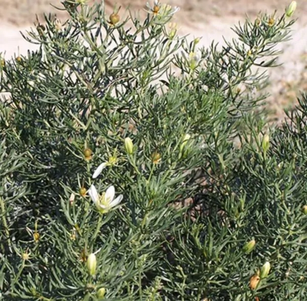 Peganum harmala - Arruda Síria, Arruda Selvagem, Harmal, Arruda Africana - Image 6