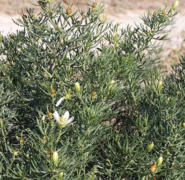 Peganum harmala - Arruda Síria, Arruda Selvagem, Harmal, Arruda Africana - Imagem 6