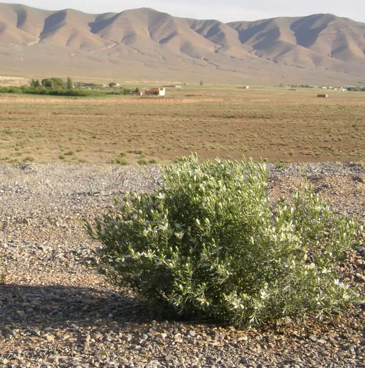 Peganum harmala - Arruda Síria, Arruda Selvagem, Harmal, Arruda Africana - Imagem 7