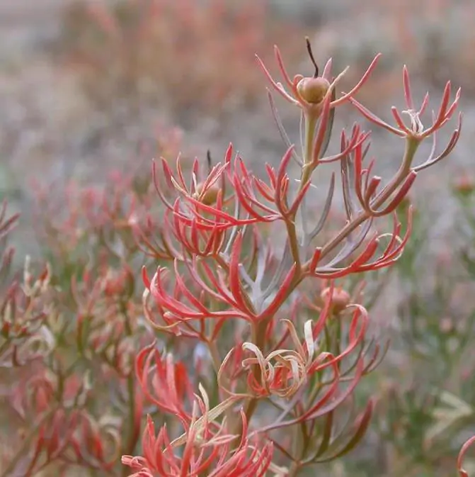 Peganum harmala - Arruda Síria, Arruda Selvagem, Harmal, Arruda Africana - Imagem 8