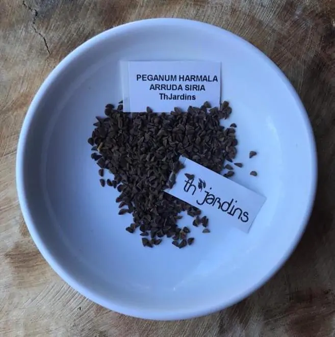 Peganum harmala - Arruda Síria, Arruda Selvagem, Harmal, Arruda Africana - Imagem 10