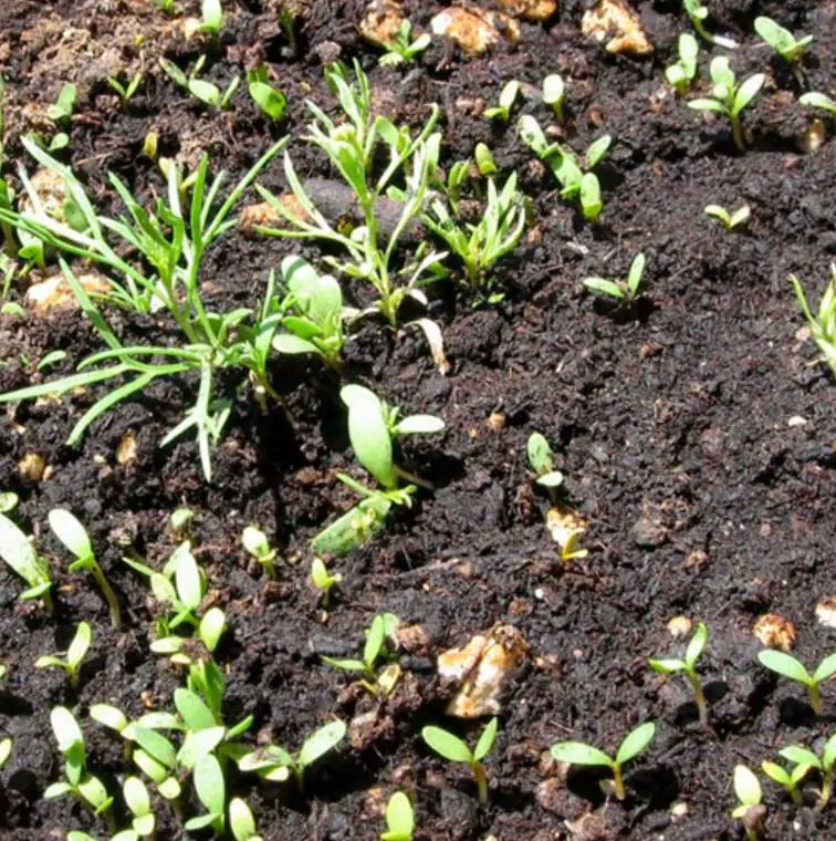 Peganum harmala - Arruda Síria, Arruda Selvagem, Harmal, Arruda Africana - Imagem 11