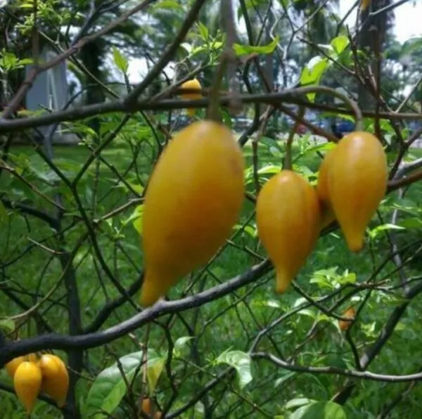 Tabernanthe iboga (Muda) - Iboga, Árvore da Sabedoria, Árvore do Conhecimento, Ibogaina - Image 4