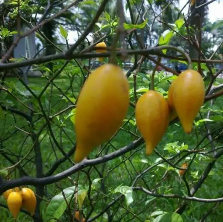 Tabernanthe iboga (Muda) - Iboga, Árvore da Sabedoria, Árvore do Conhecimento, Ibogaina - Imagem 4
